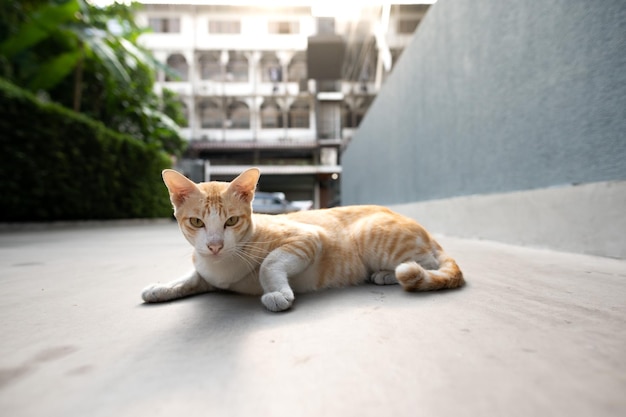 Un gato tendido en el suelo frente a un edificio.