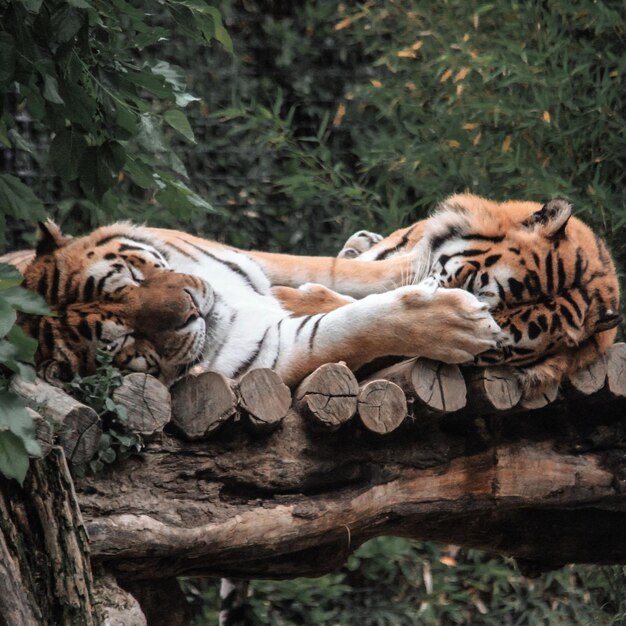 Foto gato tendido en un zoológico