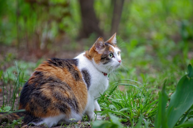 El gato tiene un color de piel original interesante