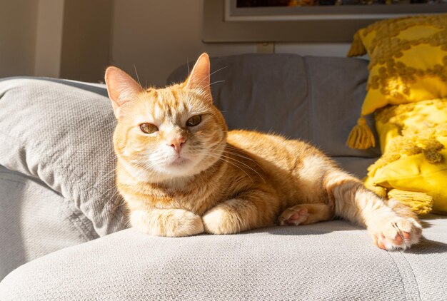 Gato tigrado amarelo deitado no sofá