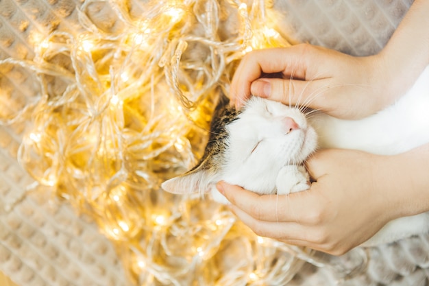 gato tigrado branco nas luzes de uma guirlanda, conforto. Menina acariciando um gato satisfeito