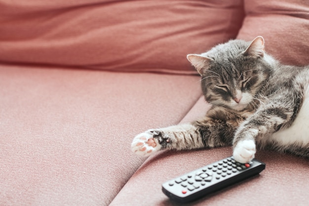 Gato tigrado cinza dorme em um sofá com um espaço de cópia de controle remoto de TV