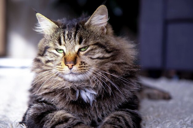 Gato tigrado cinzento