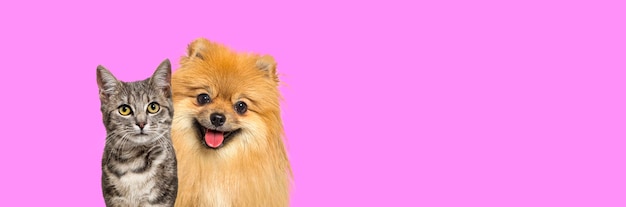 Gato tigrado listrado cinza e cachorro Pomeranian vermelho ofegando com expressão feliz juntos no banner de fundo rosa emoldurado olhando para a câmera