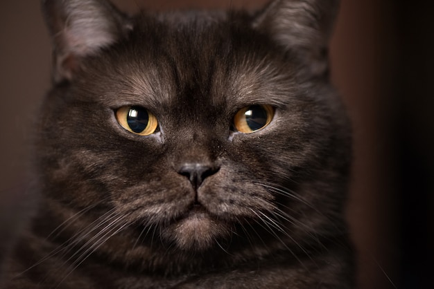 Gato tigrado preto com olhos amarelos, olhando para a câmera