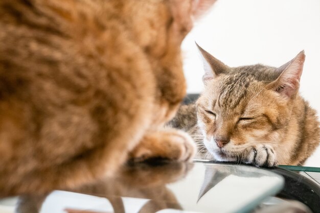 Gato tigrado velho sentado em uma mesa com reflexo no espelho em casa