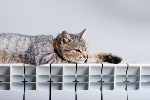 Un gato tigre descansando en un radiador caliente