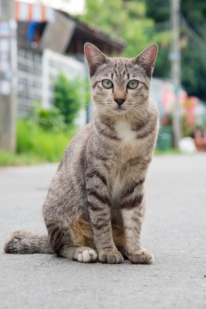 Un gato tigre marrón en la calle mirando a la cámara.