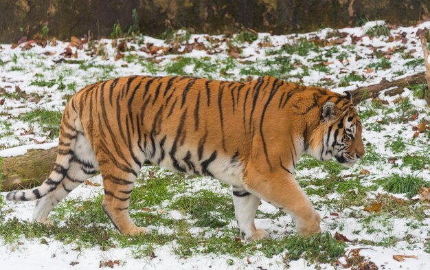 Gato tigre en la nieve