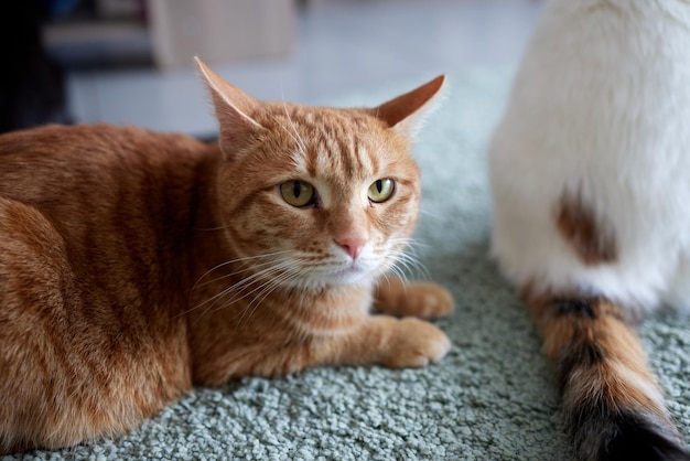 Gato, tirado en la alfombra, en casa. Refugio para mascotas. Enfermedades, tratamiento de gatos de pedigrí.