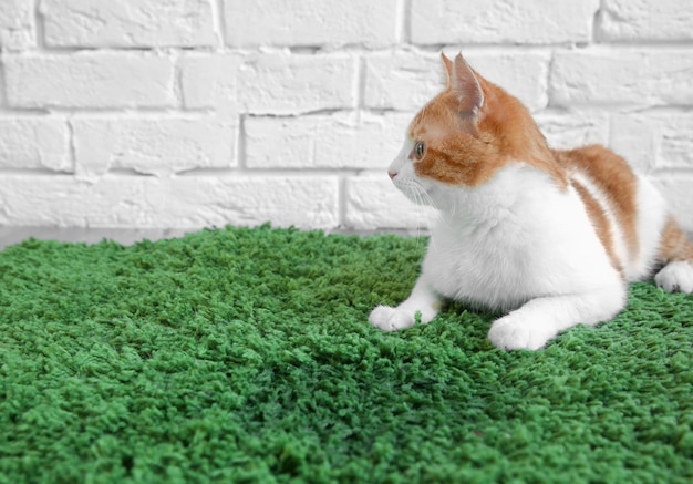 Gato tirado en una alfombra cerca de un lugar húmedo