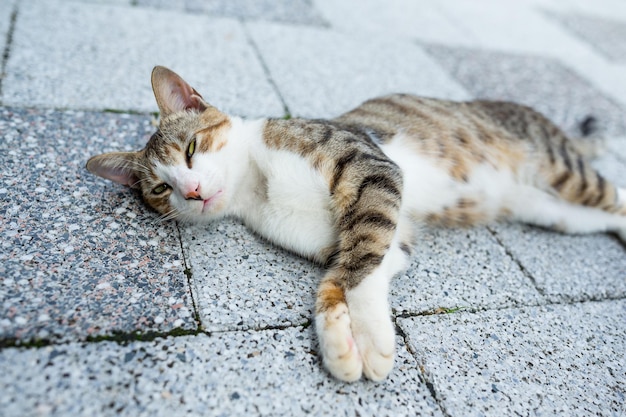 Gato tirado en la calle