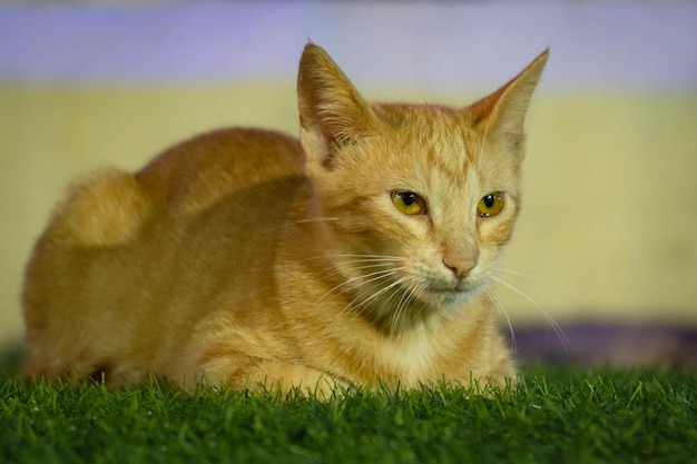 Un gato tirado en la hierba frente a un cartel que dice "gato".