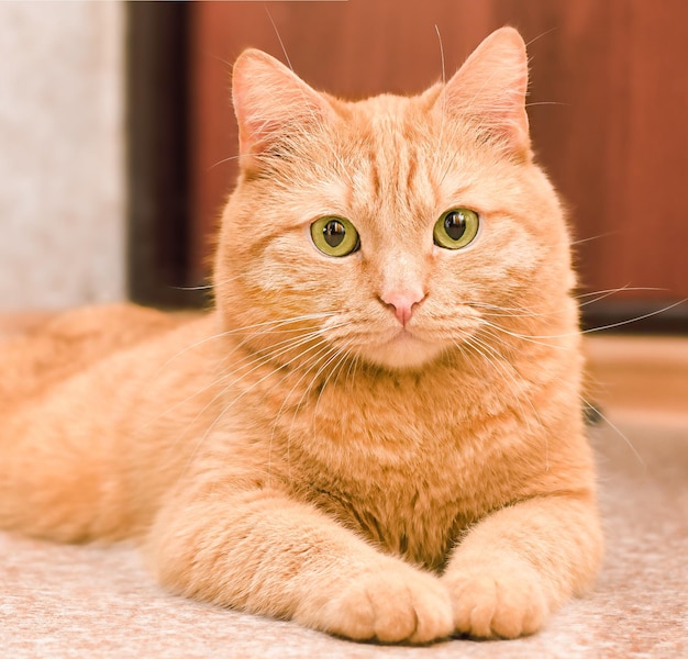 Gato tirado en el piso