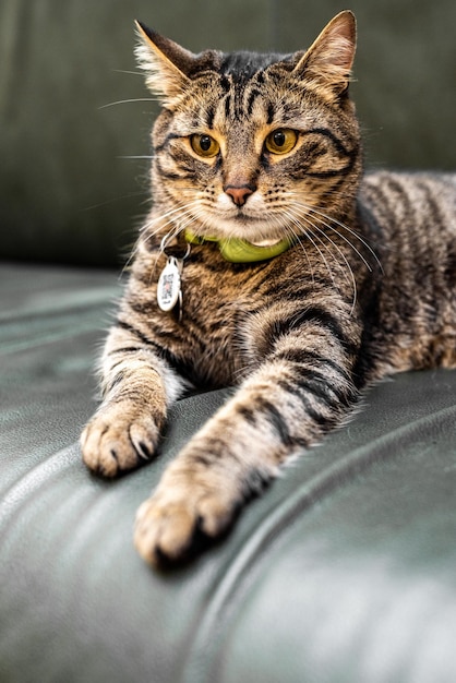 Gato tirado en el sofá