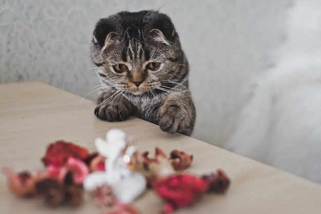 El gato toca las cosas de la pata sobre la mesa 6218