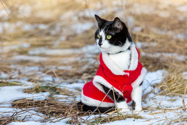 Un gato con traje rojo de Papá Noel está sentado en la nieve.