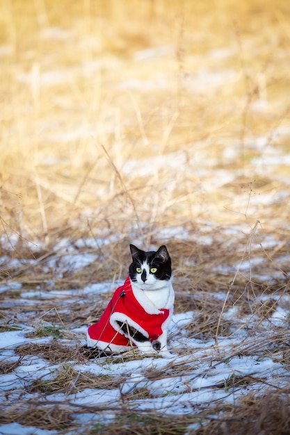 Un gato con un traje rojo de Papá Noel se sienta en la nieve y mira hacia otro lado.