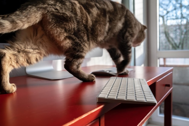 Gato travesso corre pela área de trabalho e pode deixar cair o teclado que fica perigosamente na borda da mesa