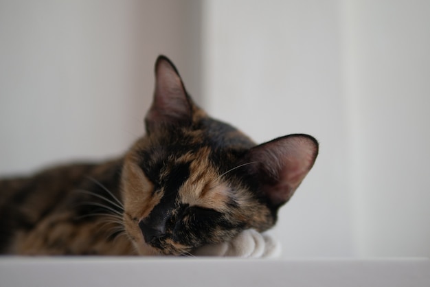 El gato de tres colores está durmiendo la siesta durmiendo en una cama blanca en casa por un concepto de relajación de estilo de vida perezoso con espacio de copia