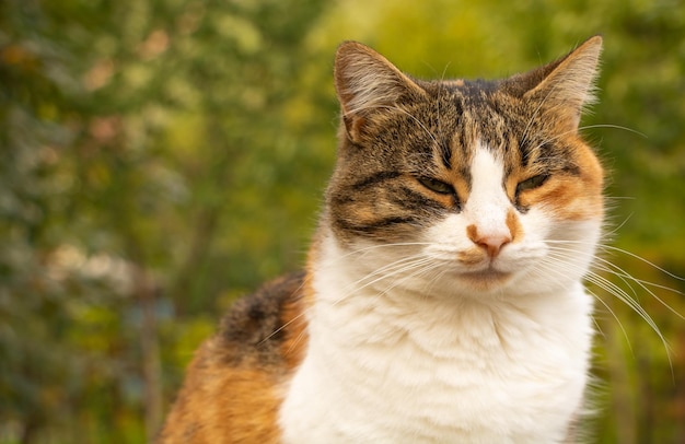 Gato de tres colores sobre fondo verde de cerca