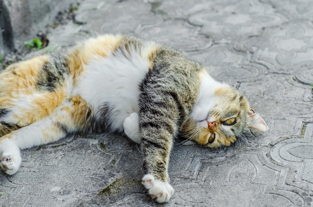 El gato de tres colores yace en la acera