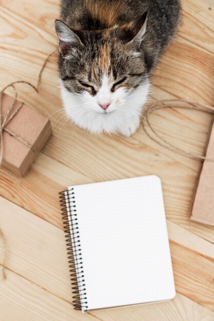 Gato tricolod atirou de cima no fundo da mesa de madeira, caderno em branco, saco de papel e um presente.