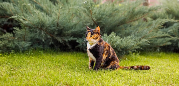 Gato tricolor caminha no quintal da casa em gramado verde, procurando comida