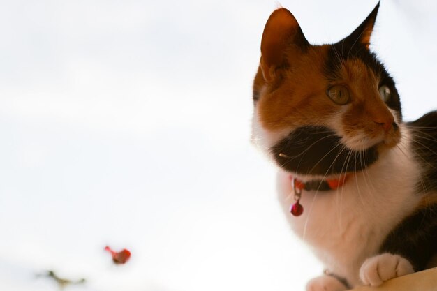 Gato tricolor con carácter sentado en el alféizar de la ventana del balcón al atardecer