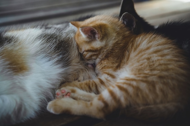 Gato tricolor com gatinhos