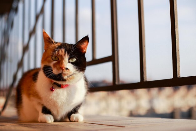 El gato tricolor disfruta de los últimos rayos del sol al atardecer en el balcón