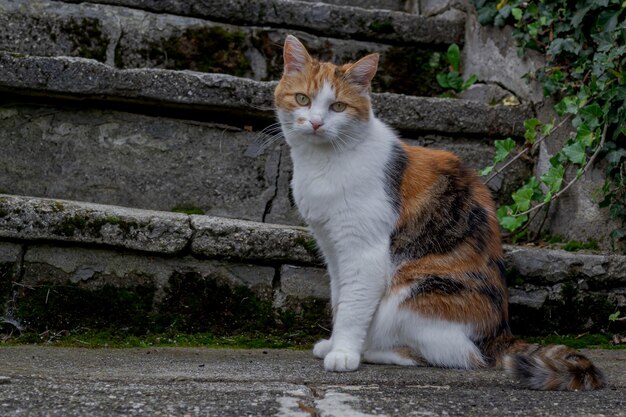 Gato tricolor doméstico em degraus de pedra