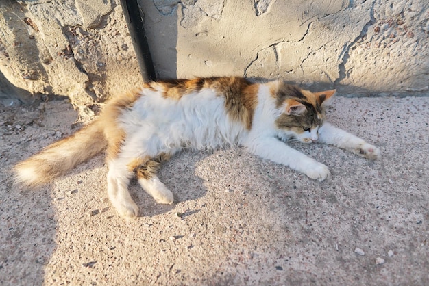 Gato tricolor doméstico rural descansando tumbado en la acera