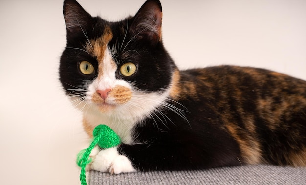 Un gato tricolor doméstico se sienta en un puesto de rascado de gatos