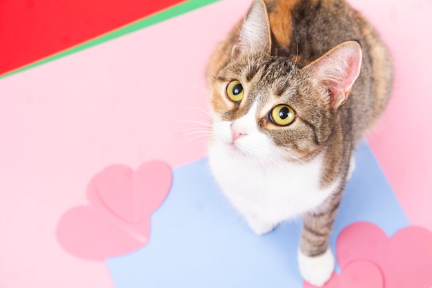 Gato tricolor em um close-up multi-colorido.