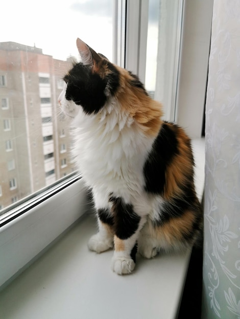 Gato tricolor em um peitoril da janela olha pela janela