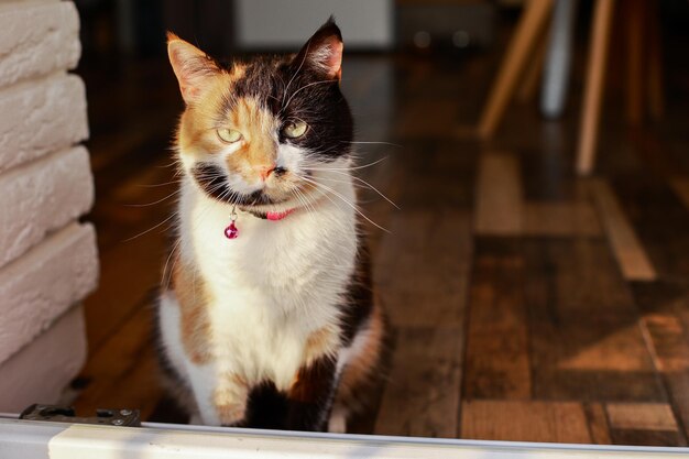 El gato tricolor enojado se sienta en el apartamento antes de salir al balcón al atardecer en el balcón