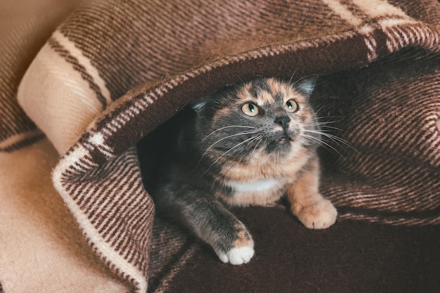 Foto gato tricolor espreita debaixo de um cobertor de lã marrom amassado