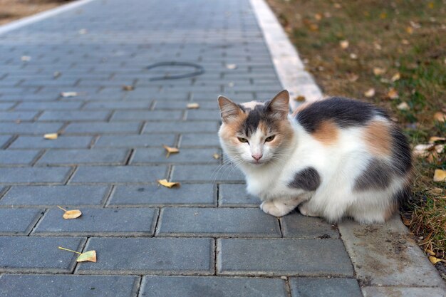 Gato tricolor fofo no parque