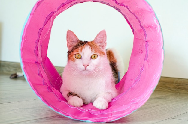 Gato tricolor joga no túnel. jogos em casa com um animal de estimação.