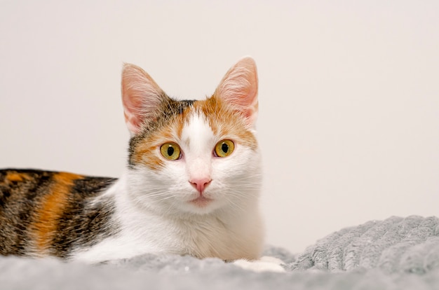 El gato tricolor miente en la cama, tela escocesa gris.