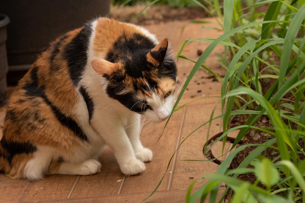 Gato Tricolor Preto Laranja e Branco no jardim de casa. Gatinho comendo grama nova.