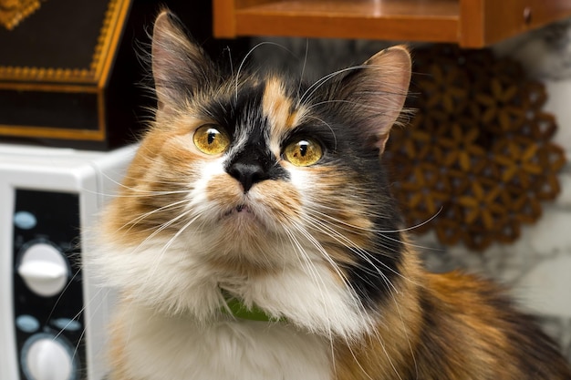 Gato tricolor con primer plano de ojos amarillos