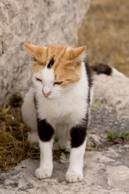 Gato tricolor que vive en las ruinas de Atenas Peloponeso Grecia