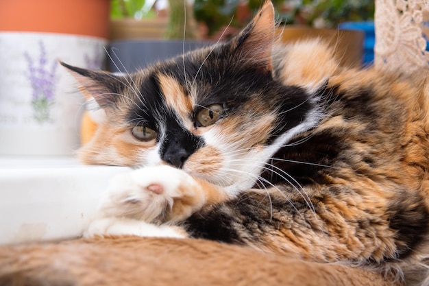 Gato tricolor con retrato de primer plano de ojos amarillos