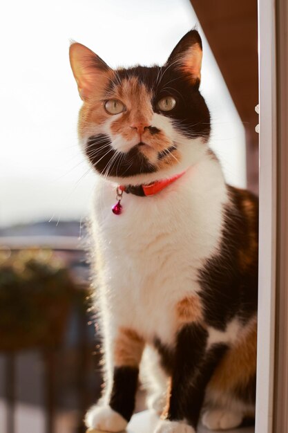 Gato tricolor sentado en el balcón al atardecer bajo cálidos rayos