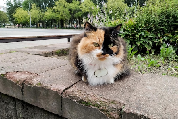 El gato tricolor se sienta junto a un lecho de flores en primer plano