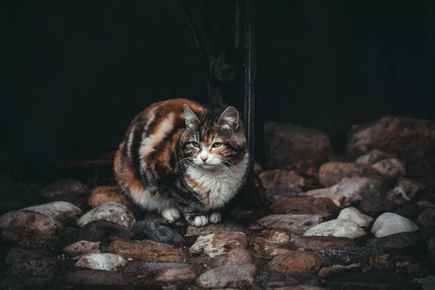 Gato triste em um fundo preto