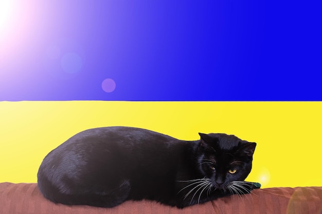 Gato triste y el primer plano de la bandera ucraniana