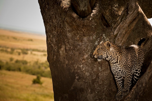 Foto gato en el tronco del árbol